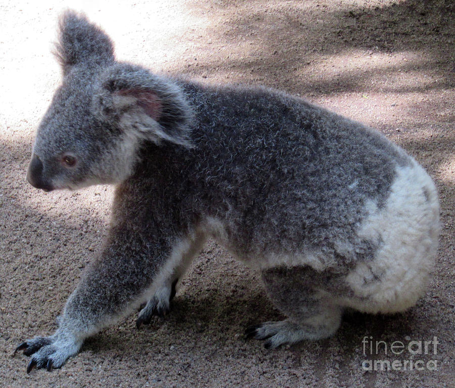 Koala 12 Photograph by Randall Weidner