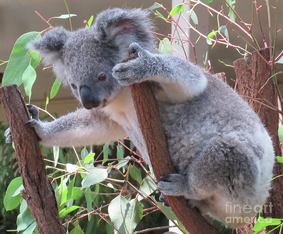 Koala 14 Photograph by Randall Weidner