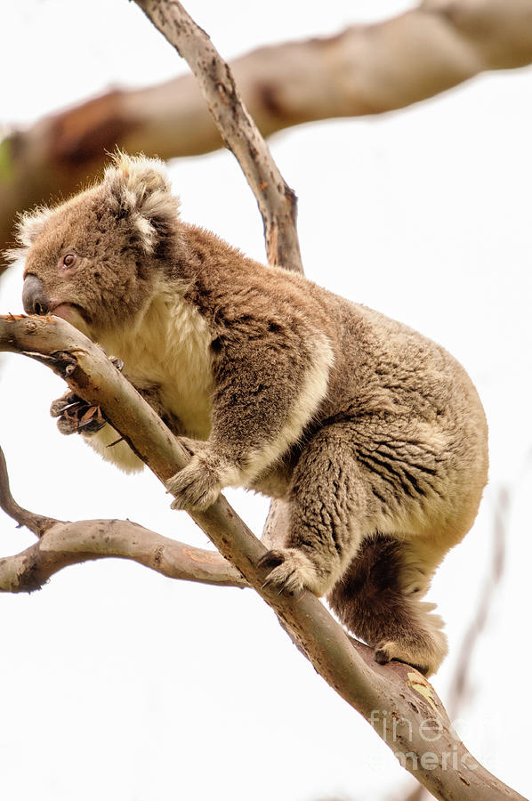 Wildlife Photograph - Koala 15 by Werner Padarin
