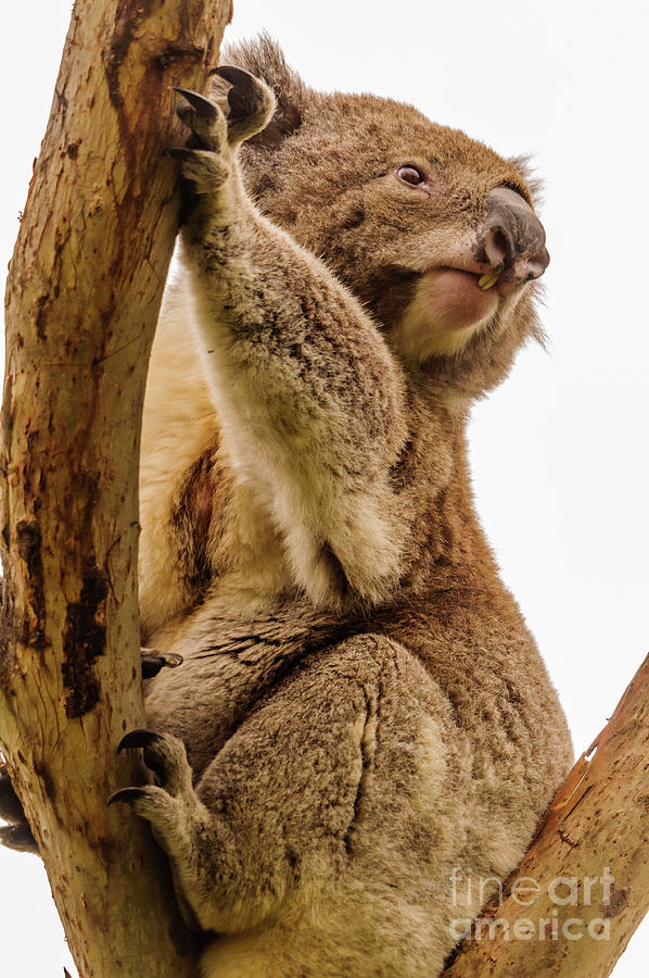 Koala 16 Photograph by Werner Padarin