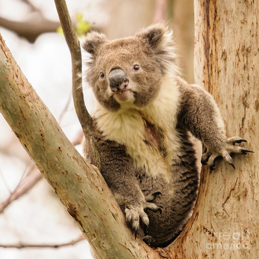 Koala 17 Photograph by Werner Padarin