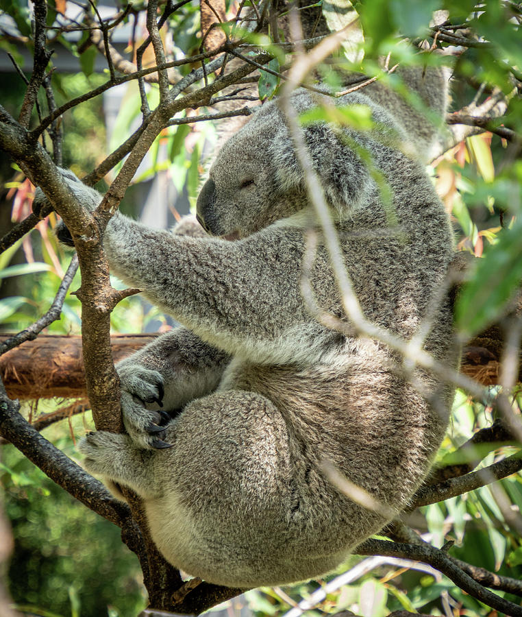 Koala 22356-1 Photograph by Deidre Elzer-Lento
