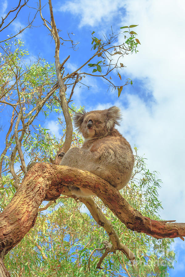 Koala at Phillip Island Photograph by Benny Marty