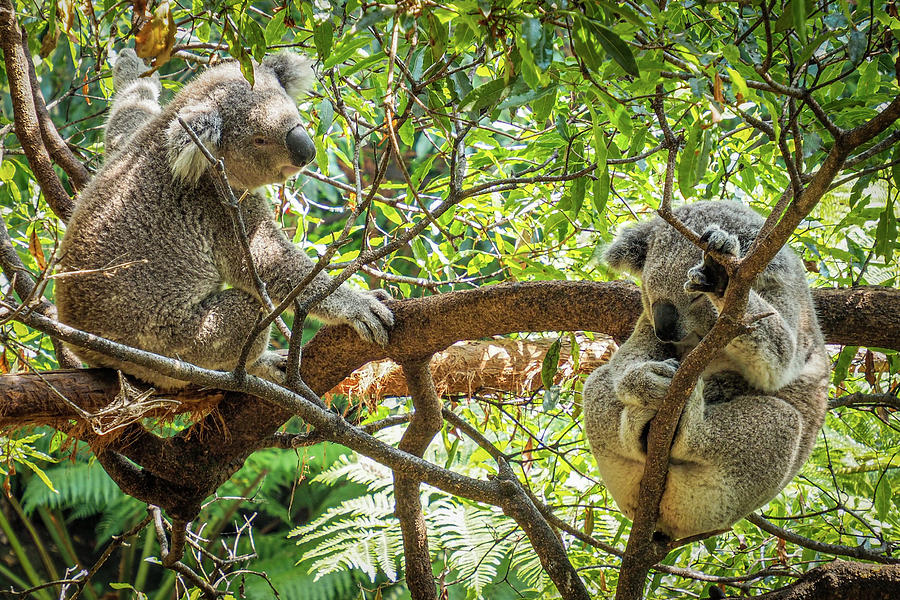 Koala bear 220364-1 Photograph by Deidre Elzer-Lento