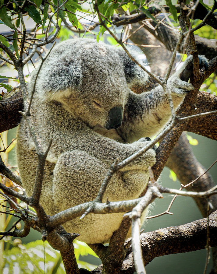 Koala Bear 220380-1 Photograph by Deidre Elzer-Lento