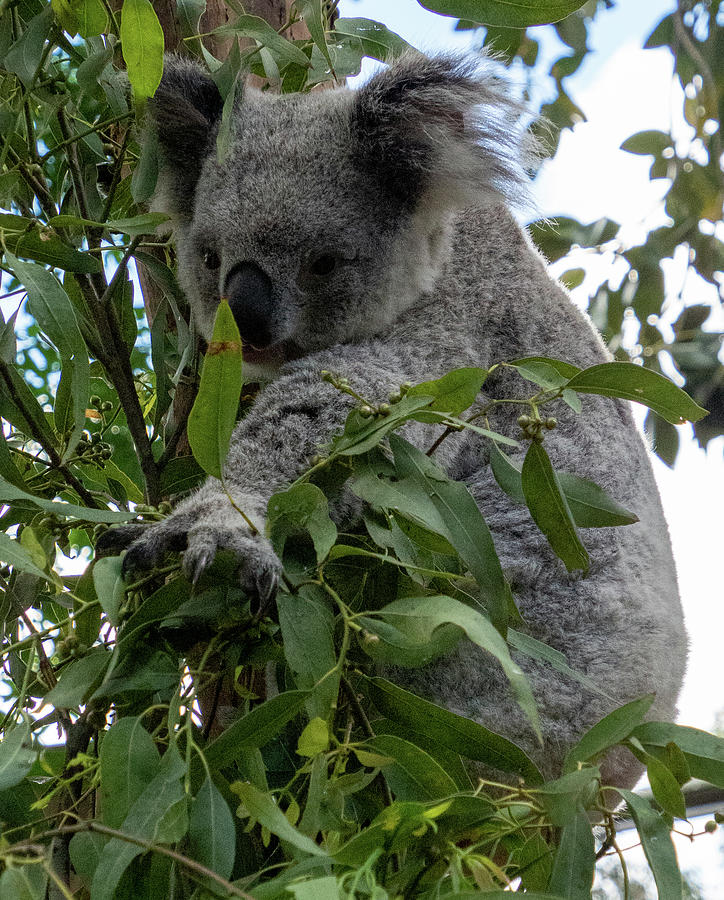 Koala Bear 53052-1 Photograph by Deidre Elzer-Lento