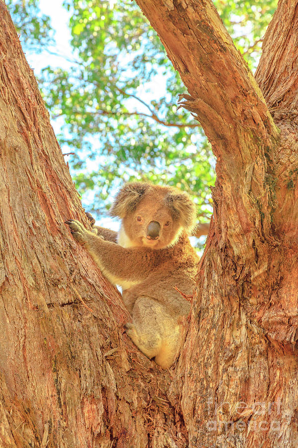 Koala bear Australia Photograph by Benny Marty