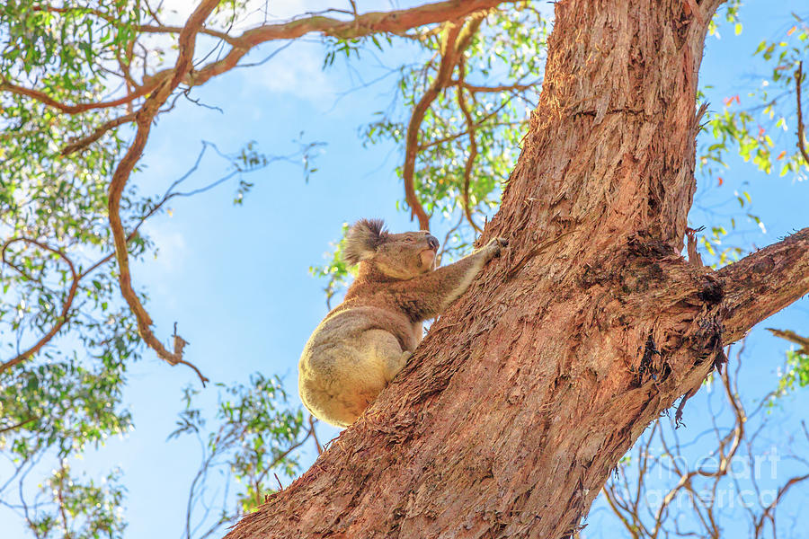 Koala bear climb Photograph by Benny Marty