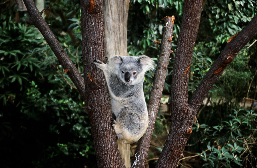 Koala bear climbing a tree Photograph by Image Source