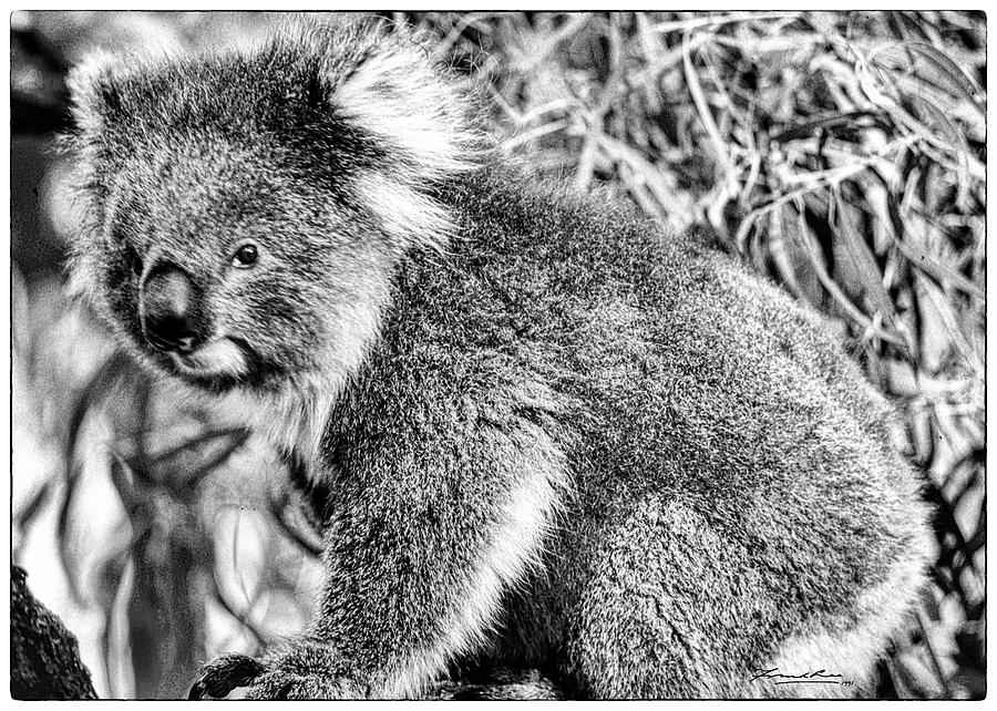 Koala Bear Photograph by Frank Lee