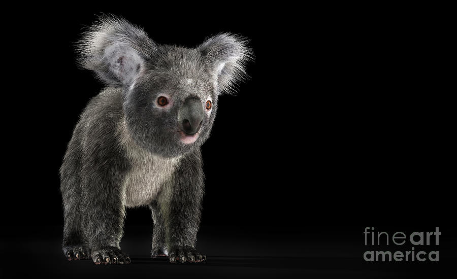 Koala bear isolated on black Photograph by Michal Bednarek | Fine Art