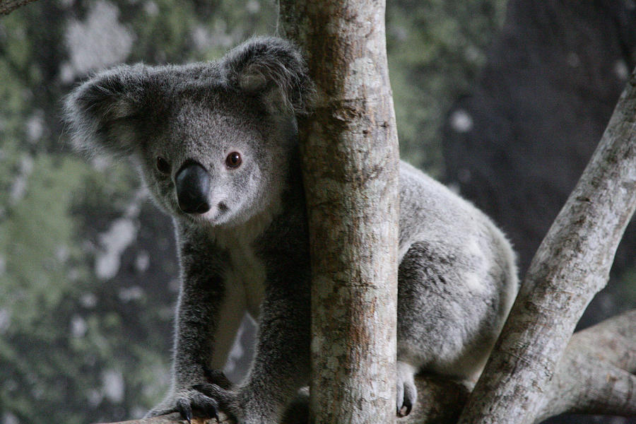 Koala bear sitting in a tree, Queensland, Australia Photograph by Seanscott