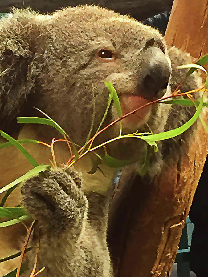 Koala  Photograph by Bill Barber
