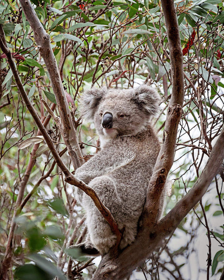 Koala Photograph by Catherine Reading