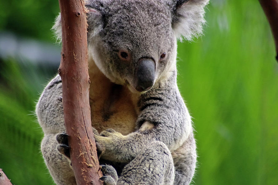 Koala Close Up Photograph by Dawn Richards