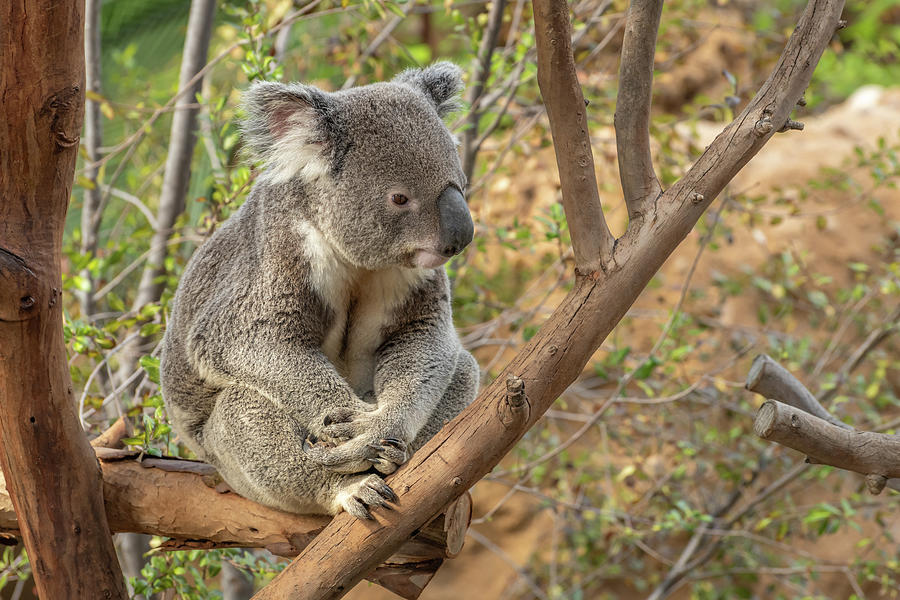 Koala  Photograph by Constance Puttkemery