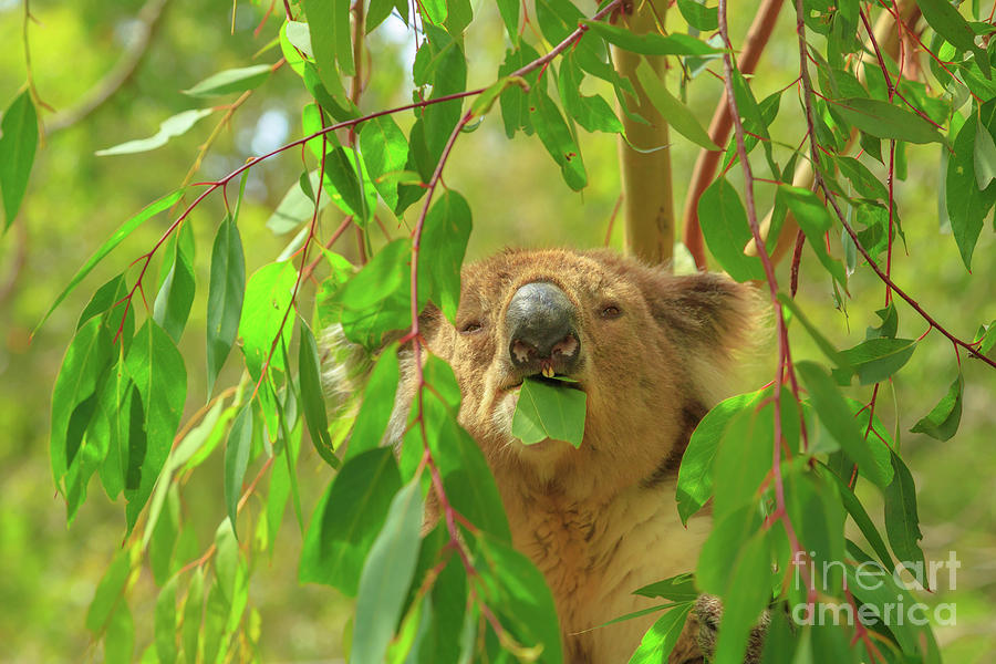Koala eating eucalyptus Photograph by Benny Marty