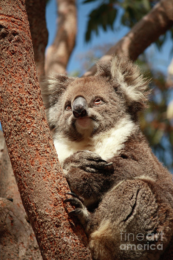 Koala Photograph by Elaine Teague