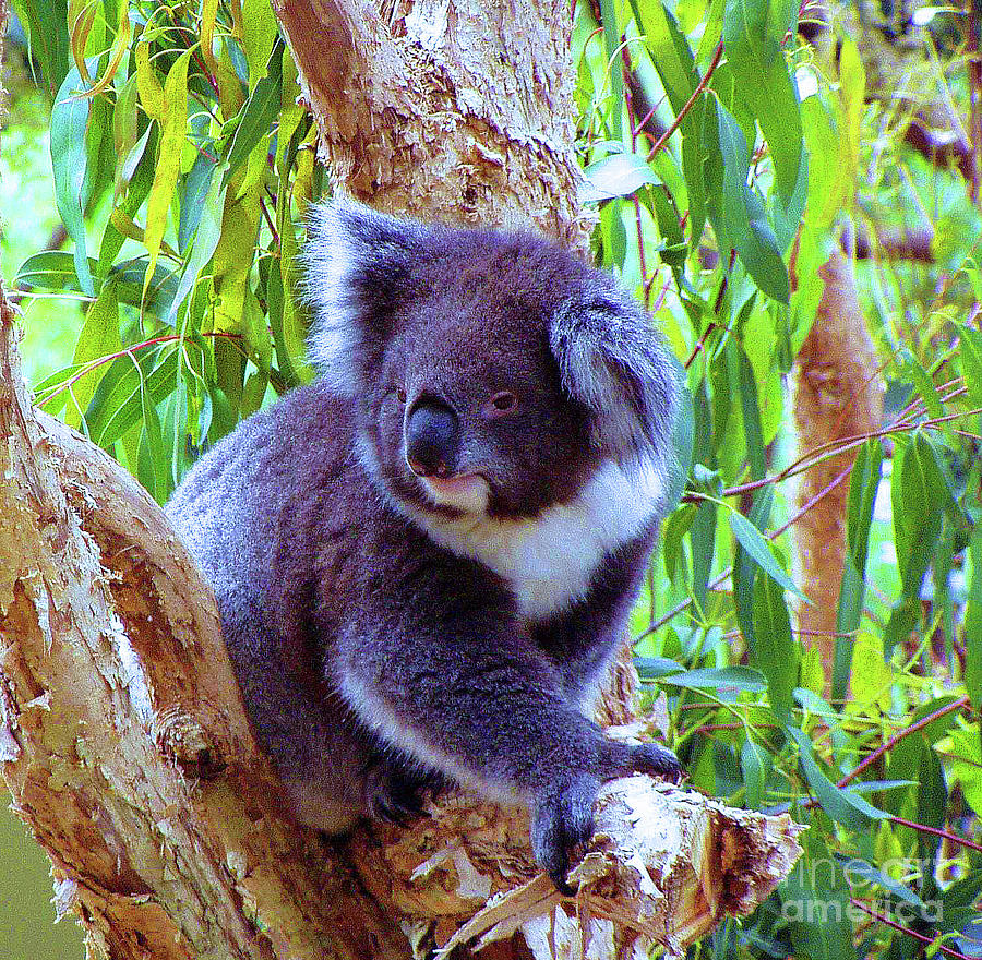 Koala Photograph by Eunice Warfel
