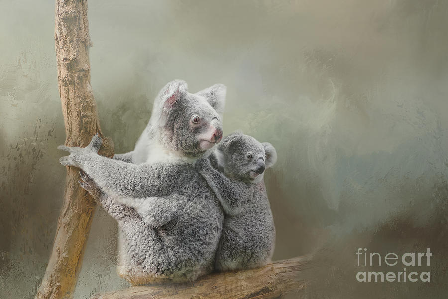 Koala Family Mixed Media By Elisabeth Lucas - Fine Art America