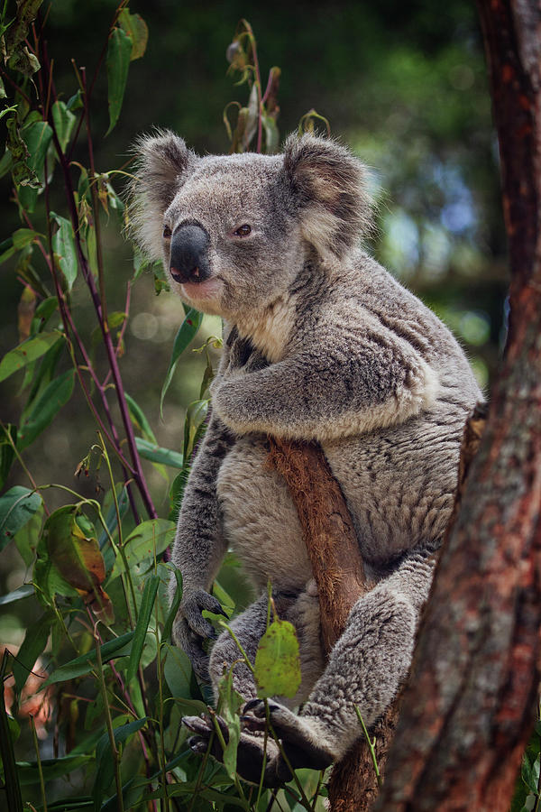 Koala in a Tree Photograph by John Haldane