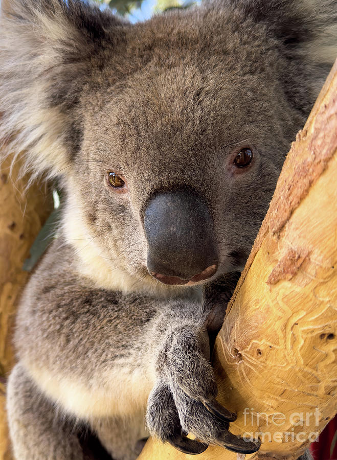 Koala In Gum Tree Photograph