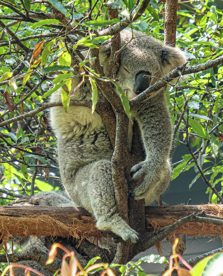 Koala In Tree 22354-1 Photograph by Deidre Elzer-Lento