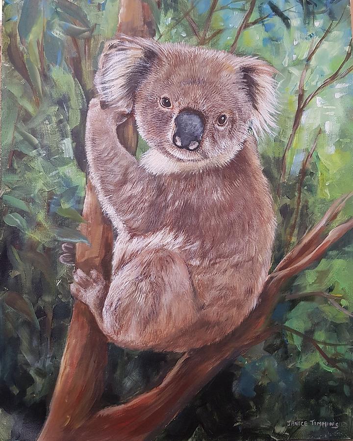 Koala Painting By Janice Timmins - Fine Art America