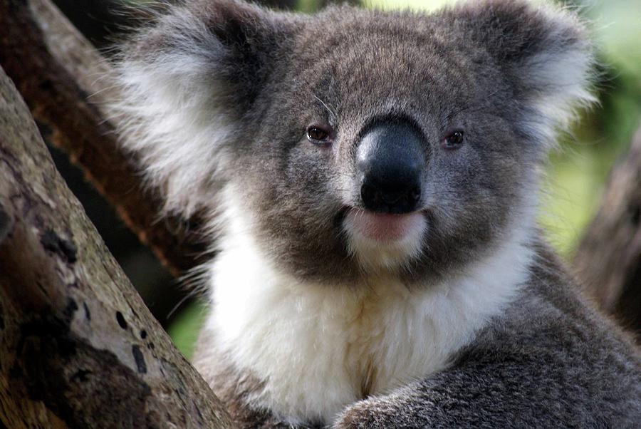 Koala Photograph By Kathleen Ryan 