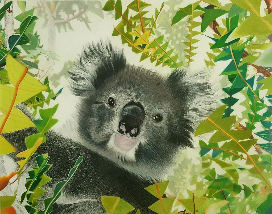 Koala Drawing by Kelly Speros