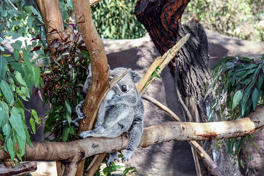 Koala Kuddle Photograph by Dawn Richards