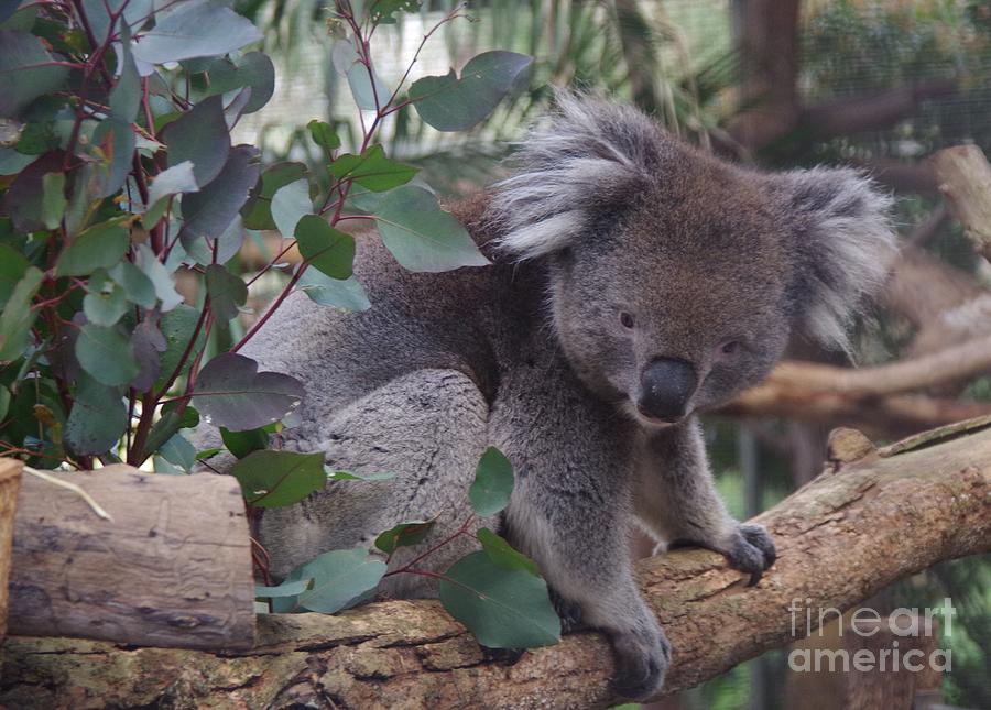 Koala Photograph by Lesley Evered