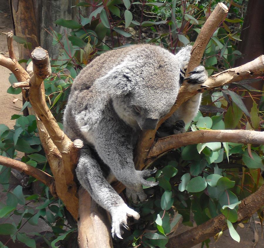 Koala Napping Photograph by Carl Harry - Fine Art America