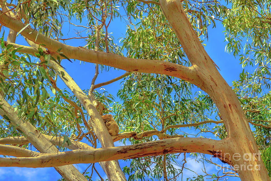 Koala on a branch Photograph by Benny Marty