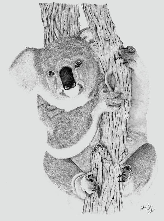 Koala Drawing by Patricia Hiltz