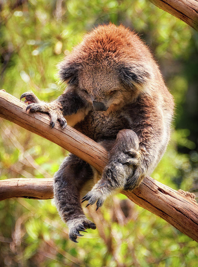 Koala Paws Photograph by Joann Long