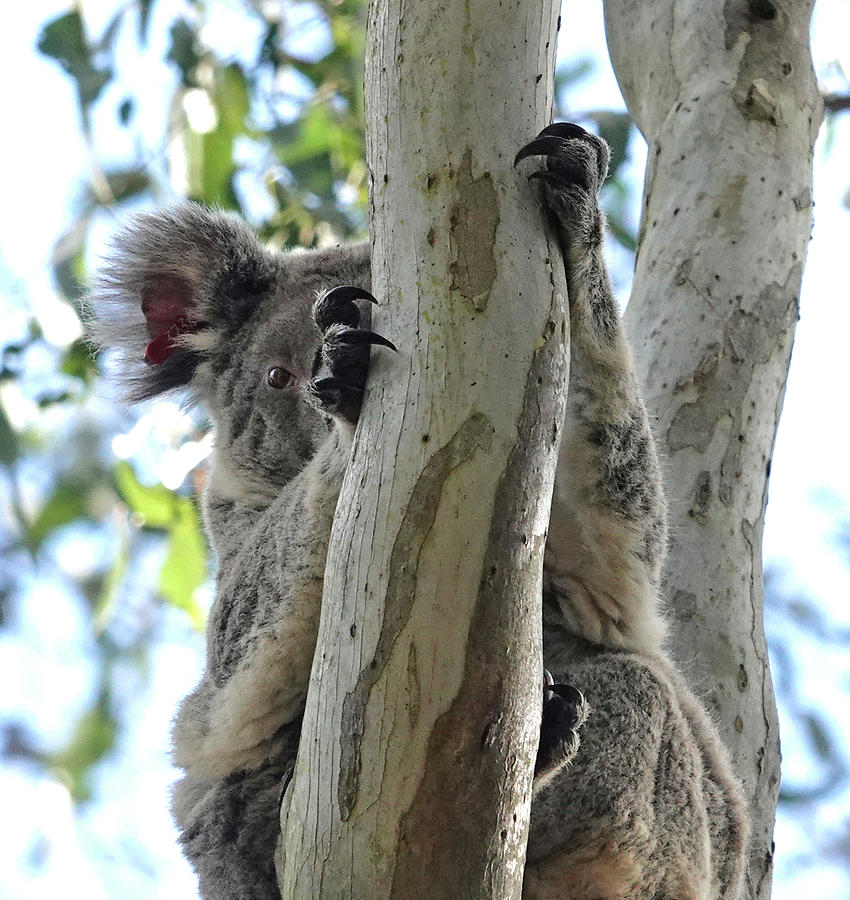 Koala Peeking Photograph by Maryse Jansen
