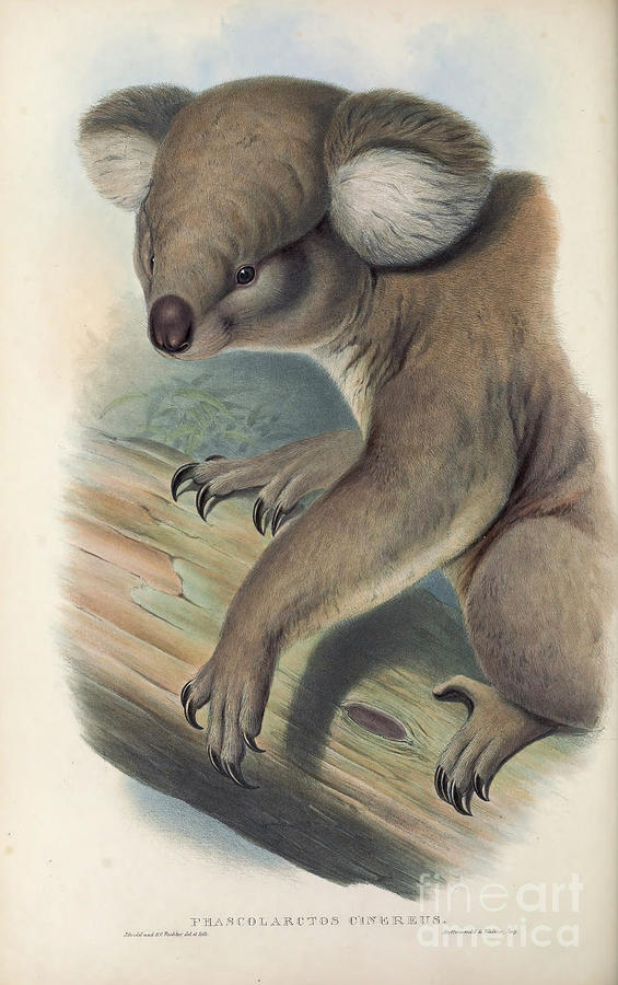 koala Phascolarctos cinereus c1 Drawing by Historic Illustrations