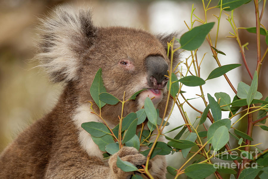 Koala Phascolarctos cinereus w1 Photograph by Eyal Bartov