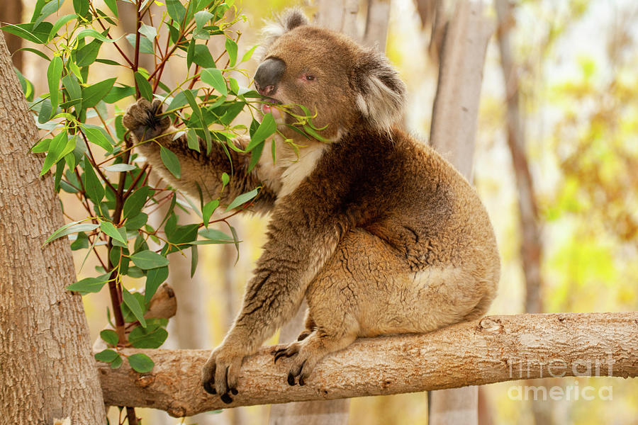 Koala Phascolarctos cinereus w2 Photograph by Eyal Bartov