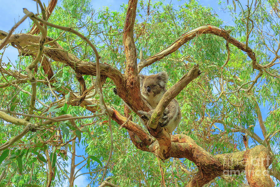Koala Phillip Island Photograph by Benny Marty