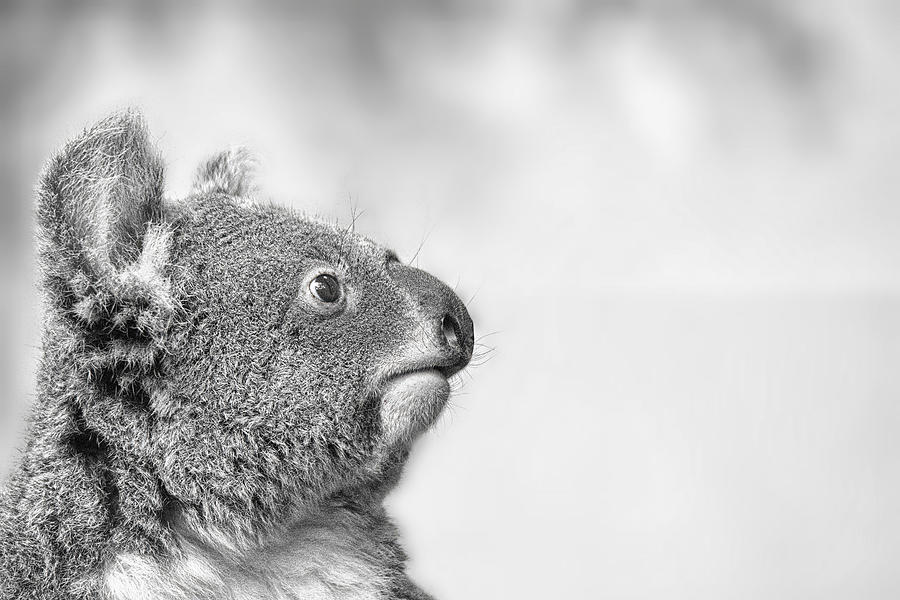 Koala portrait in Black and white Photograph by Gareth Parkes