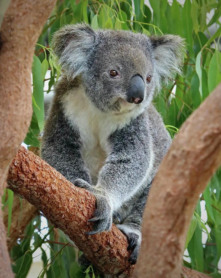 Koala Photograph by Sarah Lilja