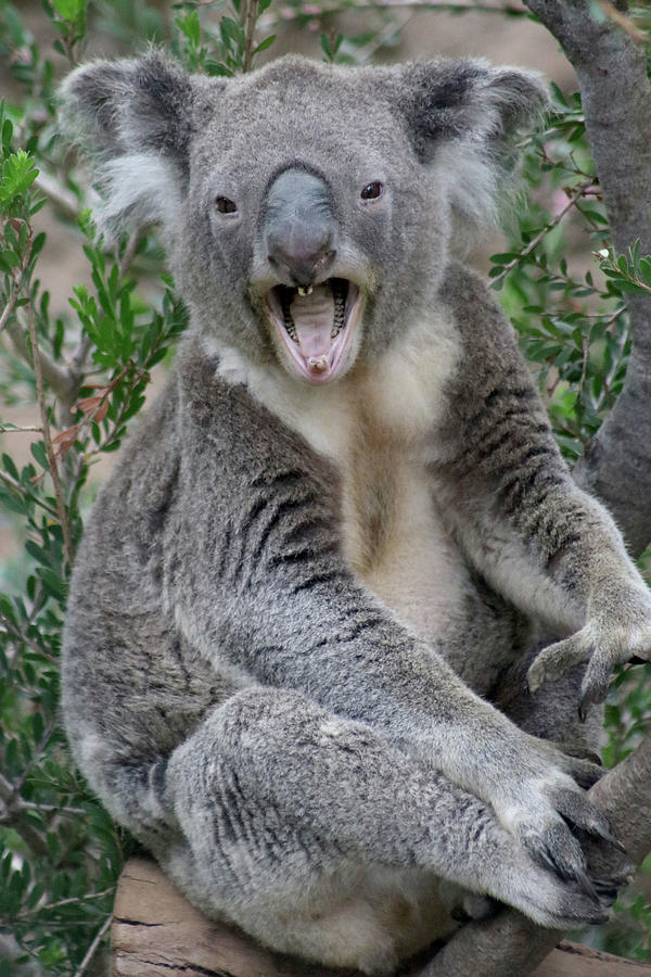 Koala Saying Hello Photograph By April Stevenson 