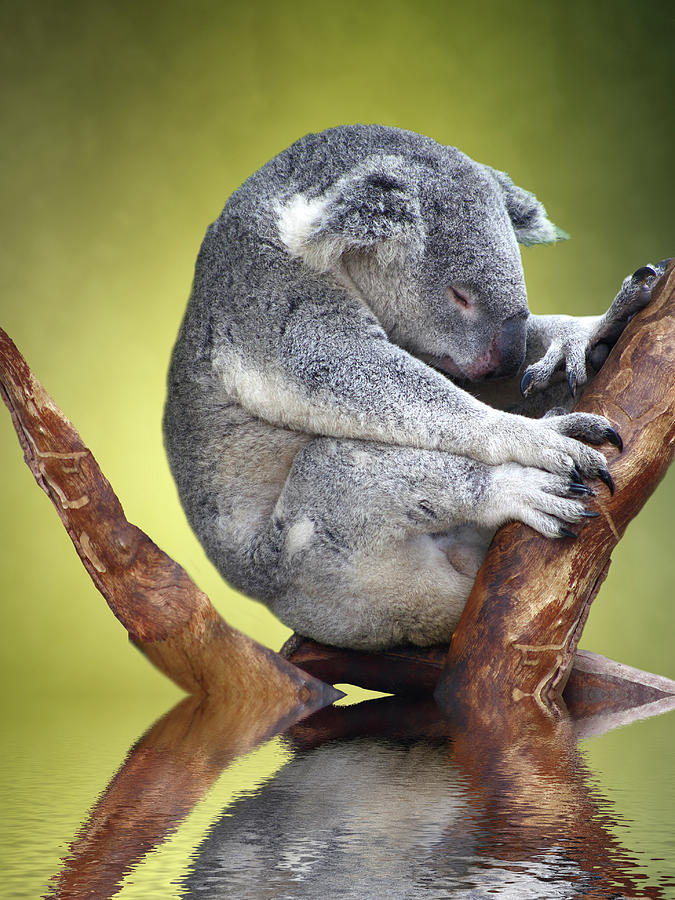 Koala Mixed Media - Koala by Sharon Lisa Clarke