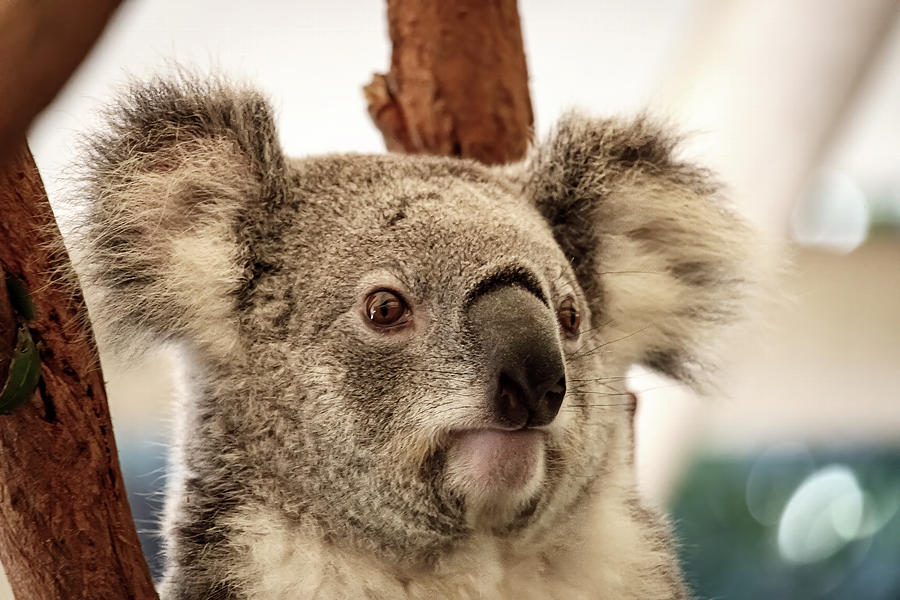 Koala Stare Photograph by Rick Nelson - Fine Art America