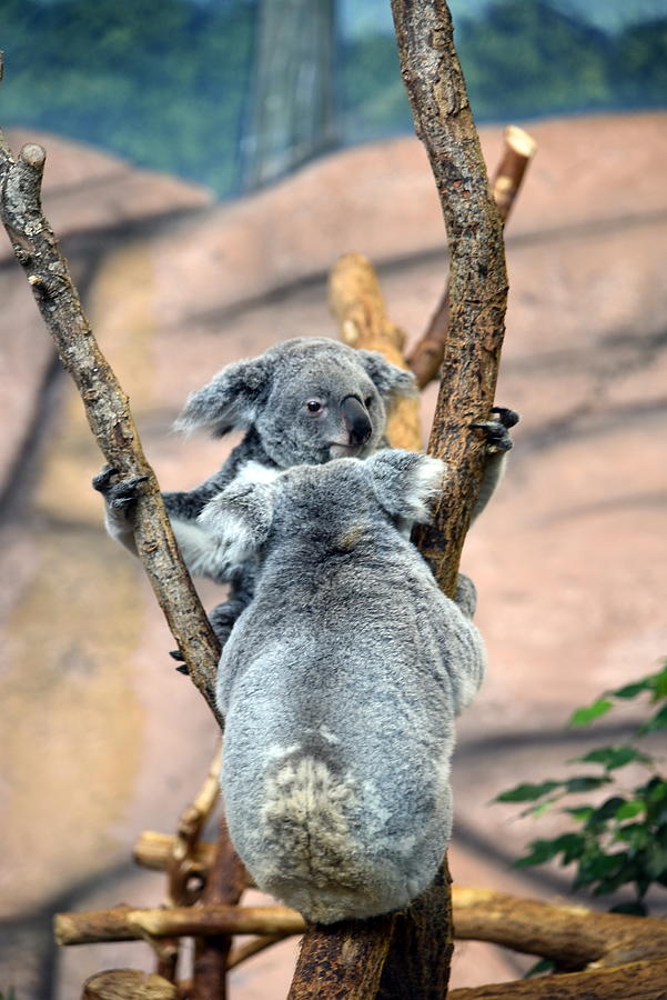 Koala Photograph by Vincent Jary Koala Photograph by Vincent Jary