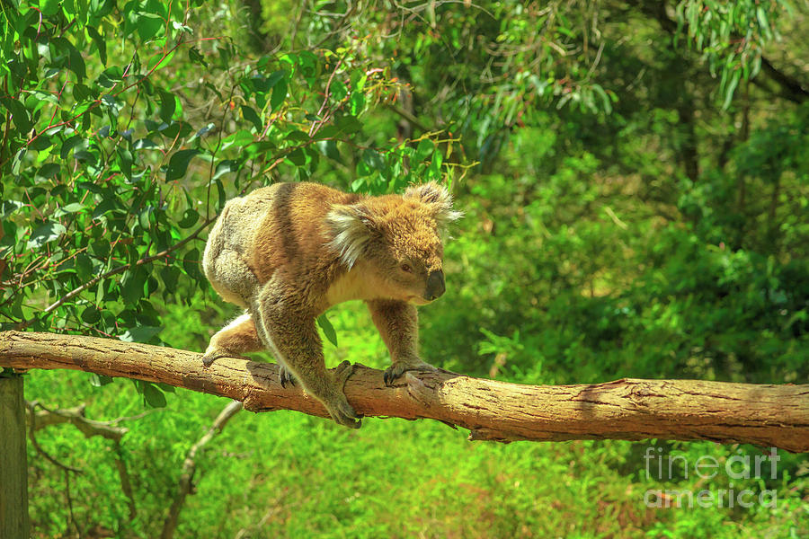 Koala Walking On A Branch Photograph by Benny Marty