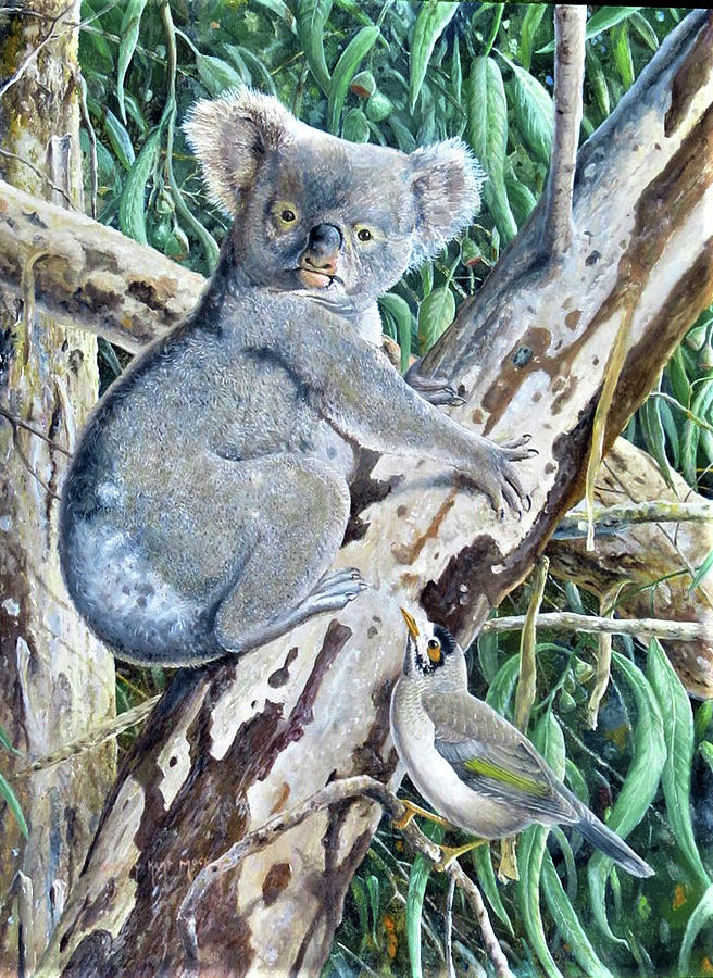 Koala with Noisy Miner Painting by Barry Kent MacKay