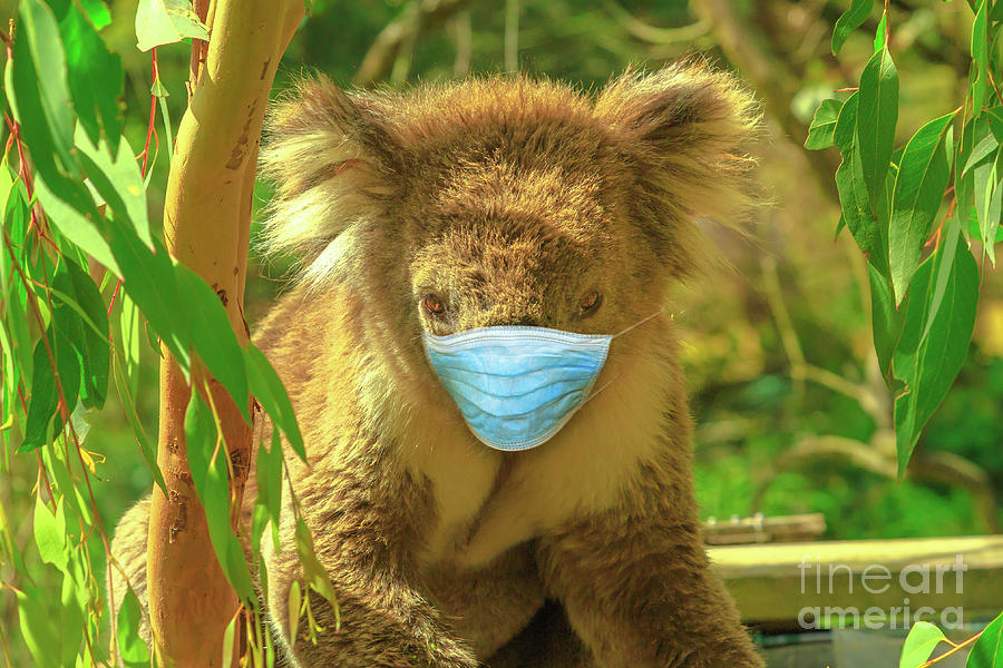 Koala With Surgical Mask Photograph by Benny Marty